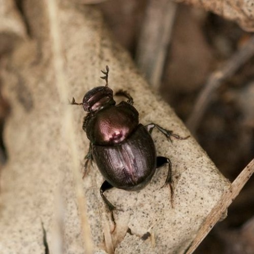 HK_Calm-&-Steady_tracks_138