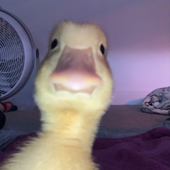 Duck Cancer 2