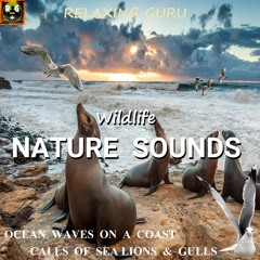 Wildlife Nature Sounds: Ocean Waves on a Coast with Calls of Sea Lions and Gulls