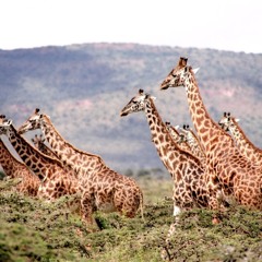 African Wildlife - Documentary, Orchestral, Percussion, Viola Solo, Electronics