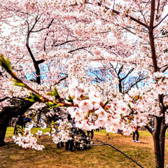 Cherry Blossom -  Ambient 2025