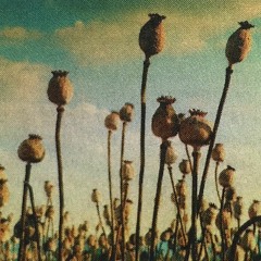 klaproos & korenbloem - duet in canon for 2 violins