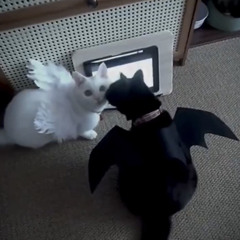 Whirl Square + amadeus