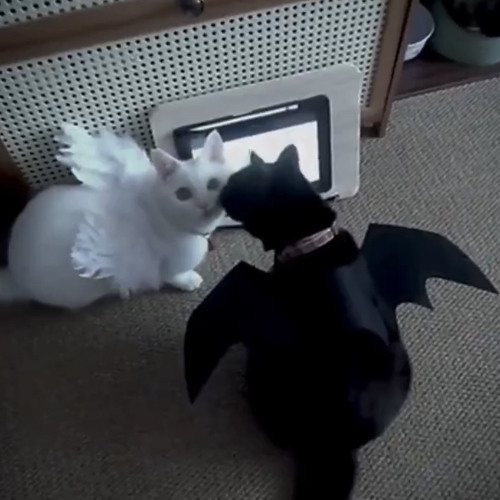 Whirl Square + amadeus