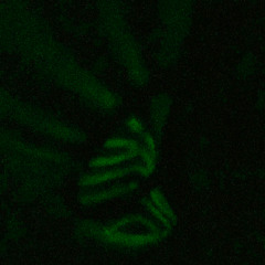 highasshit marxan x seshy