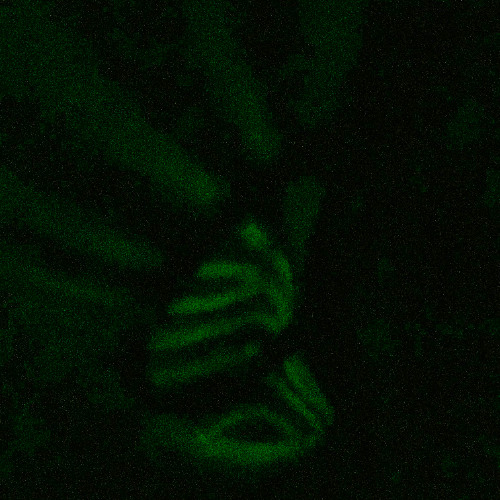 highasshit marxan x seshy