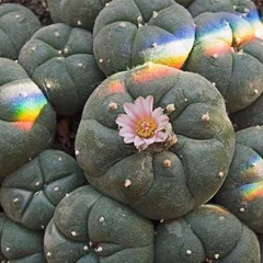 Peyote (STBB 920)