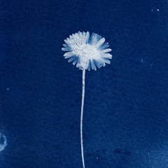 Les Fleurs Lumière