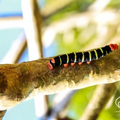 02.12.2021  - Cap. VII - Bem Avent os Que Tem Puro o Coração - Pecado por Pensamento - Adultério (6)