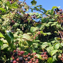 Blackberries