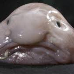 FUCK A BLOBFISH