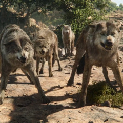 Wolves Growling (The Jungle Book 2016)