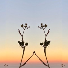 Angel Field Nidra Journey