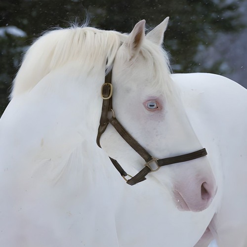 Eoin - Stallion (kimj)