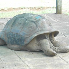 Turtle winter seclusion (naviarhaiku488)