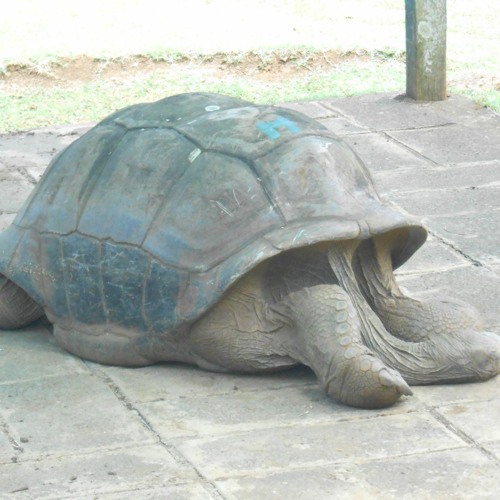 Turtle winter seclusion (naviarhaiku488)