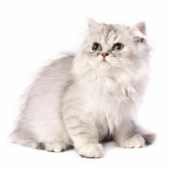 Songs mew cat likes ^_^