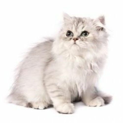 Songs mew cat likes ^_^
