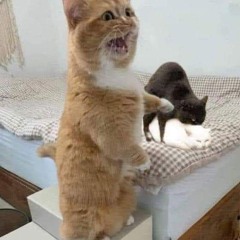 (1:59) Bạn Tình Ơi Remix - Haiyang x HyyLee Remix _ Nhạc hot tiktok 2024