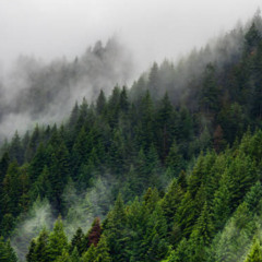 Battle in the Forest (Bataille dans la Forêt)