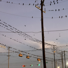 Powerline Birds