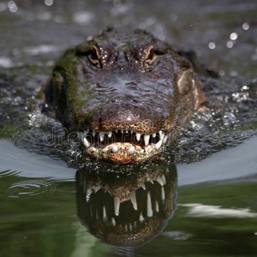 Gatormix04