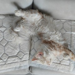 505 - Dogpark (Arctic Monkeys Cover)