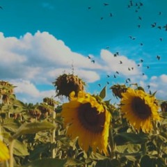 Sunflower Camp