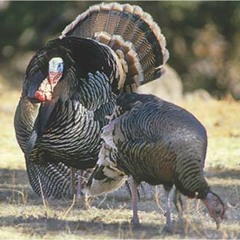 Episode 8 (April 2021) Talkin' Turkey - How to Call Spring Gobblers