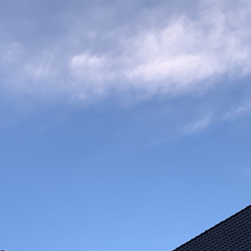 a l e x - auburn flowers