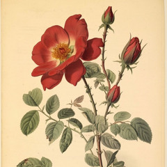 Taner Eyüpoğlu- Yeşil Yaylanın Gülü (RetRet Remix)