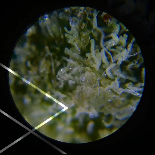 PREMIERE: Remcord - Luxury Layers Of Green (Original Mix) [REBA]