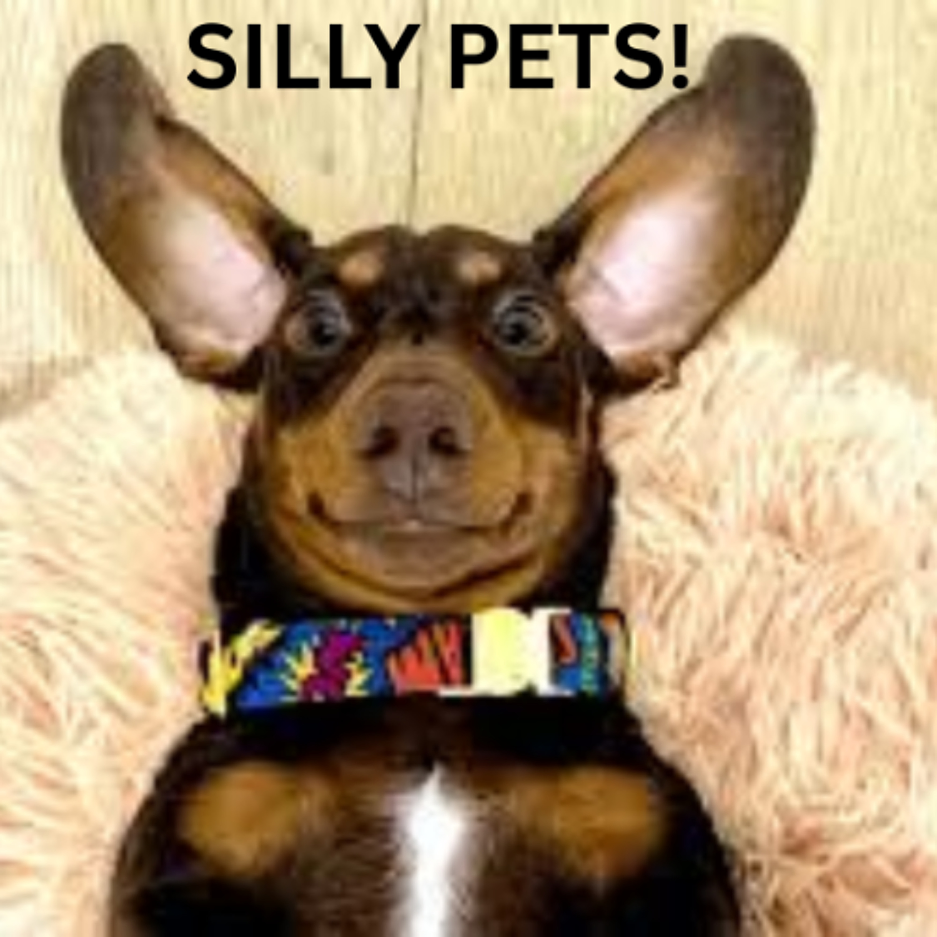 Silly Pets! - Piper, Ryder and Aubree - Catherine McAuley School