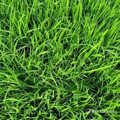 Pa Zan Me Shaq she Che maeen de kama Pashto