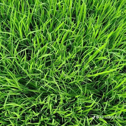 Pa Zan Me Shaq she Che maeen de kama Pashto