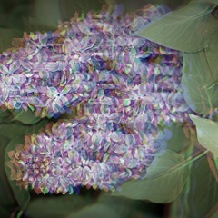 Lilacs In The Breeze