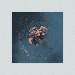 Flor De Venus