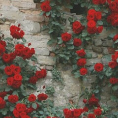 FLORES ($80,00)BPM 65