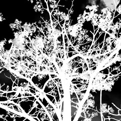 dior (ft. catalinna)