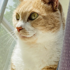 Bondage Fairies - Wanna Dance ? [pitched]