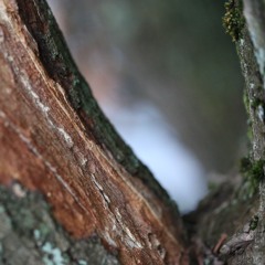 FULL SET when I am among the trees X SAAARA