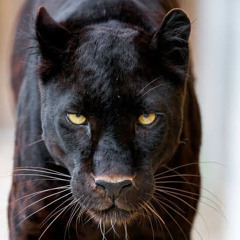 And the rattlesnake said(idk the name of the song)