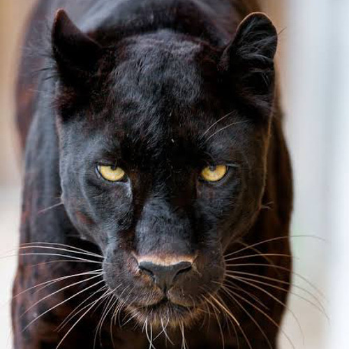 And the rattlesnake said(idk the name of the song)