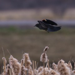 John Murray - The Boreal Forest - Covid 19 - Afterwards