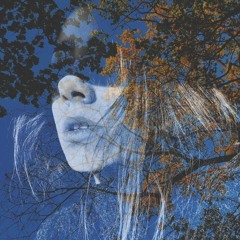 forest wanderings
