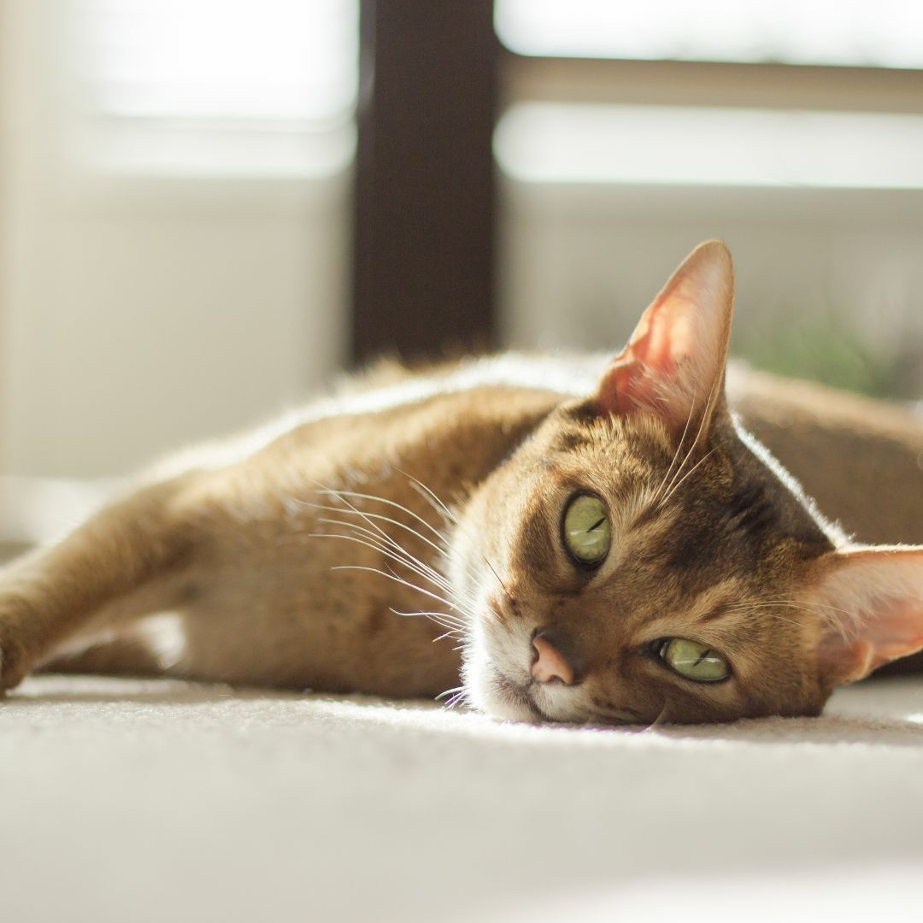 CKD 101: Evaluating and Treating Feline Patients