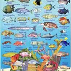 Read EPUB 💓 Virgin Islands Reef Creatures Guide Franko Maps Laminated Fish Card 4" x