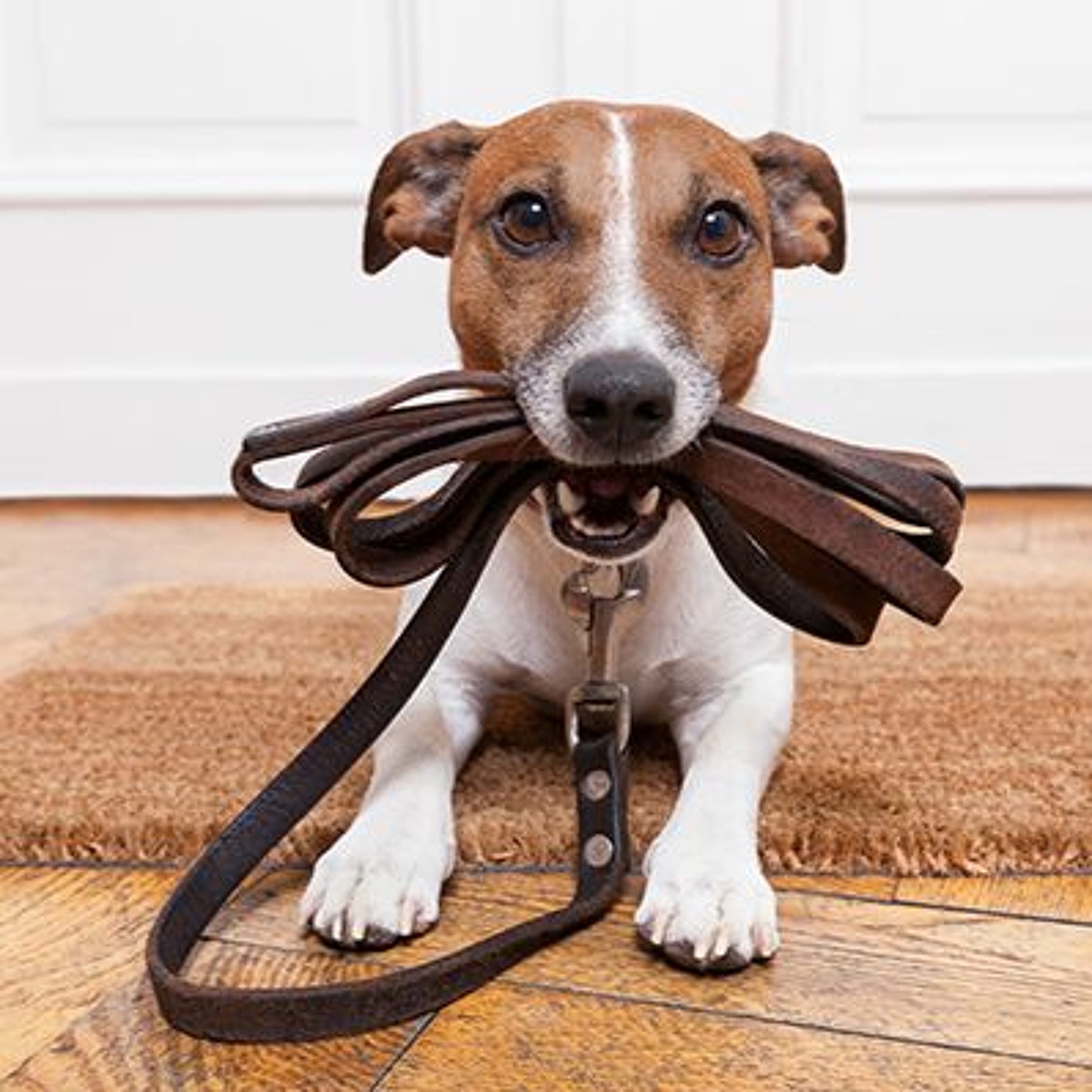 Fear Free Pets