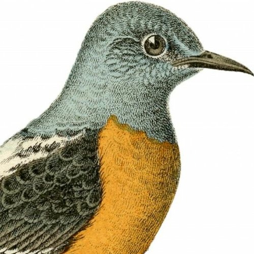 Grayling Motion