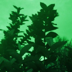 lost 1.1 garden (default) (no mix)